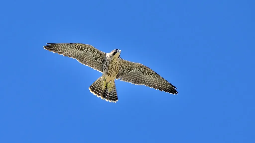 6. Peregrine Falcon: Urban Sky Divers' Defenders (Image Credits: Flickr)