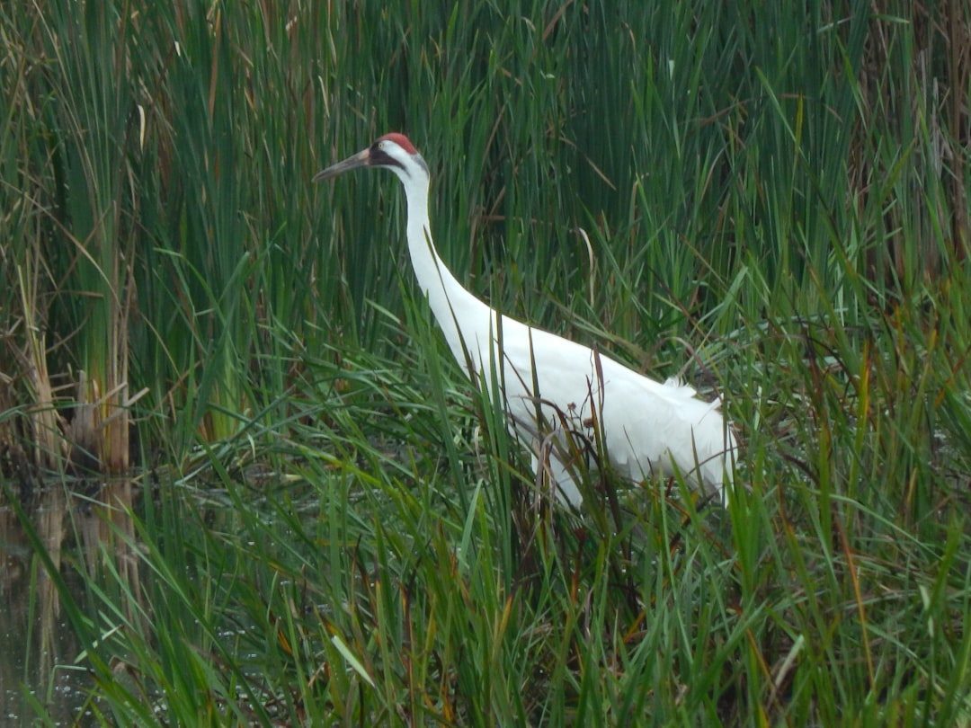 Whooping Crane: Tall Survivors Making a Comeback (Image Credits: Unsplash)