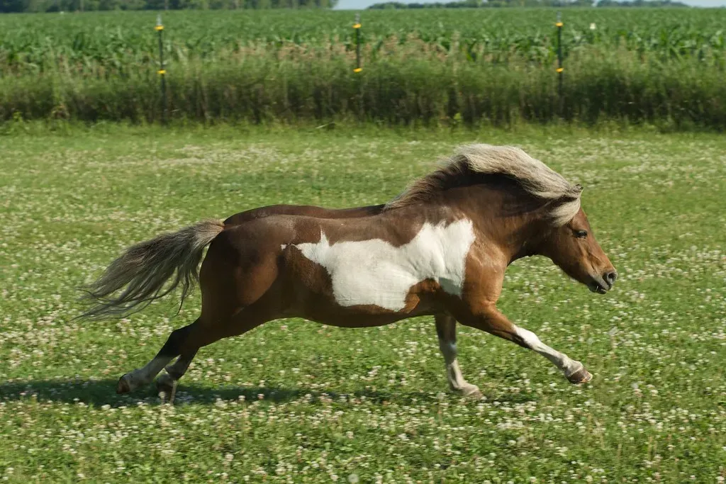 #9 - Miniature Horses (pmarkham, Flickr, CC BY-SA 2.0)