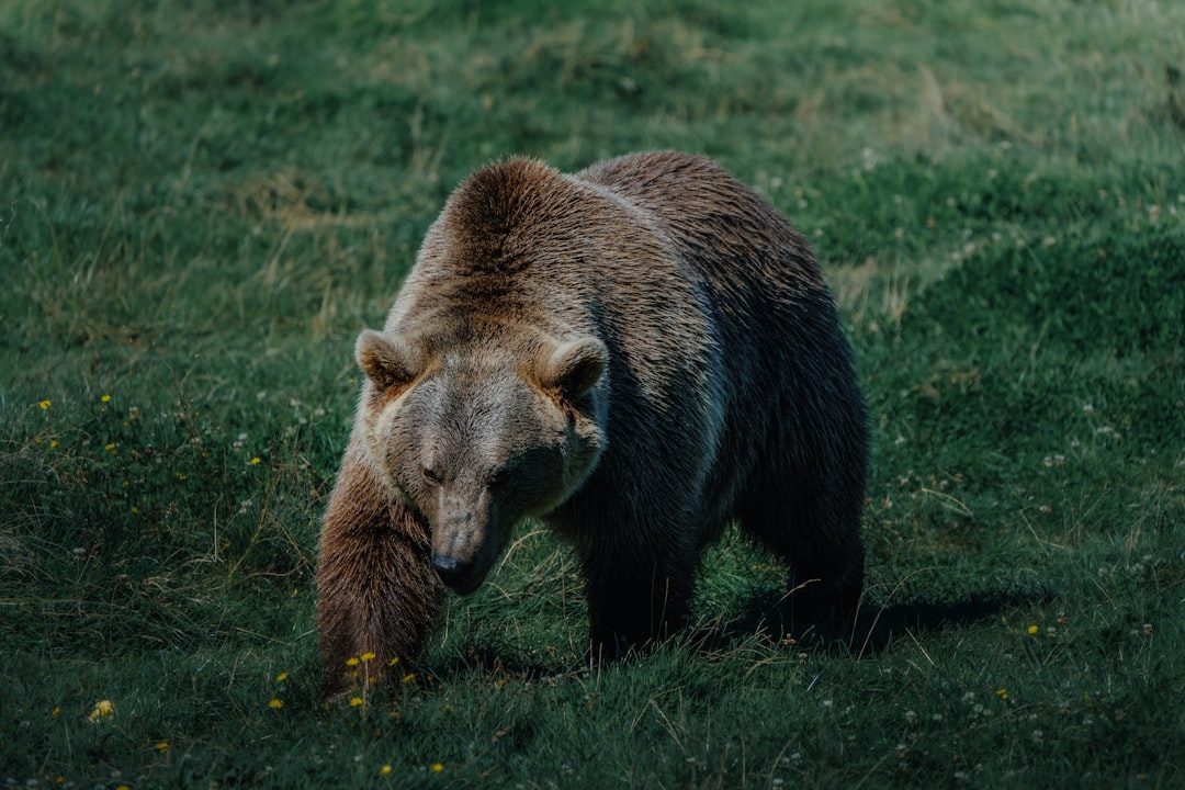 Conclusion: Patience Rewarded in Nature's Theater (Image Credits: Unsplash)