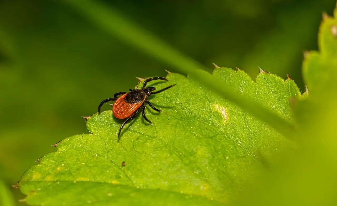 7. Deer Tick (Image Credits: Pixabay)