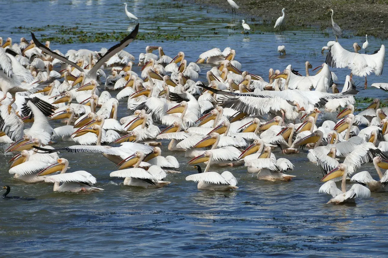 10. The Danube Delta, Romania: A European Migration Marvel (Image Credits: Pixabay)