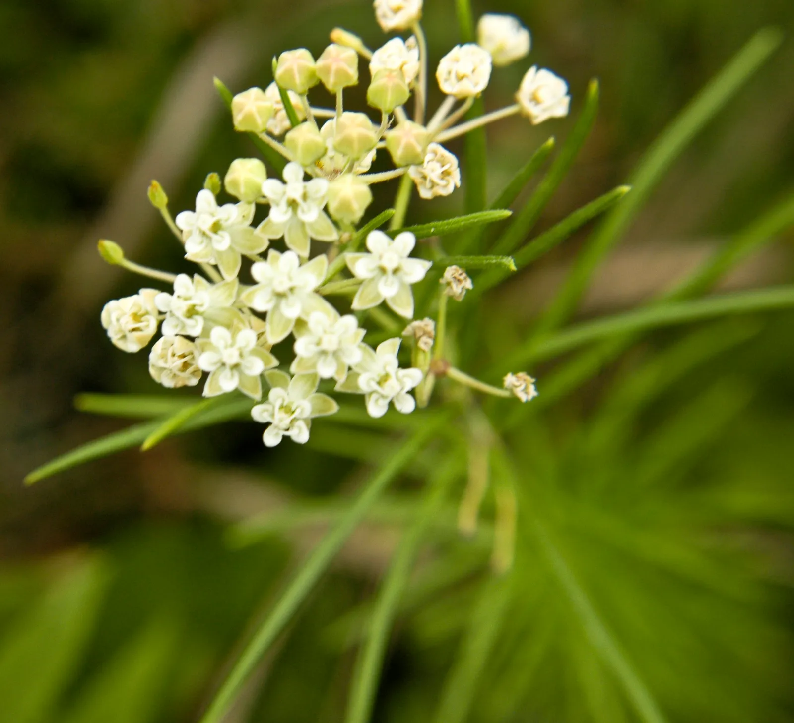 #4 Whorled Milkweed (Asclepias verticillata) (originally posted to Flickr as Asclepias verticillata WHORLED MILKWEED, CC BY-SA 2.0)