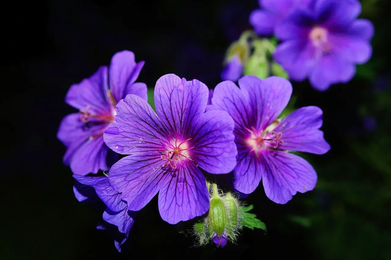 10. Scented Geraniums: The Underestimated Patio Plant (Image Credits: Pixabay)