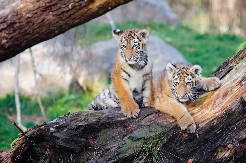 Even Their Social Interactions Stay Minimal and Purposeful (Image Credits: Flickr)
