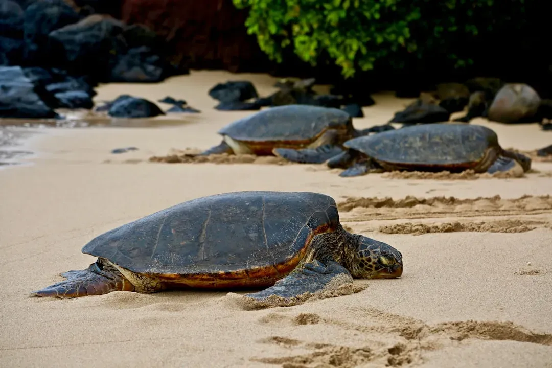 Hawaii: A Pacific Crossroads (Image Credits: Unsplash)