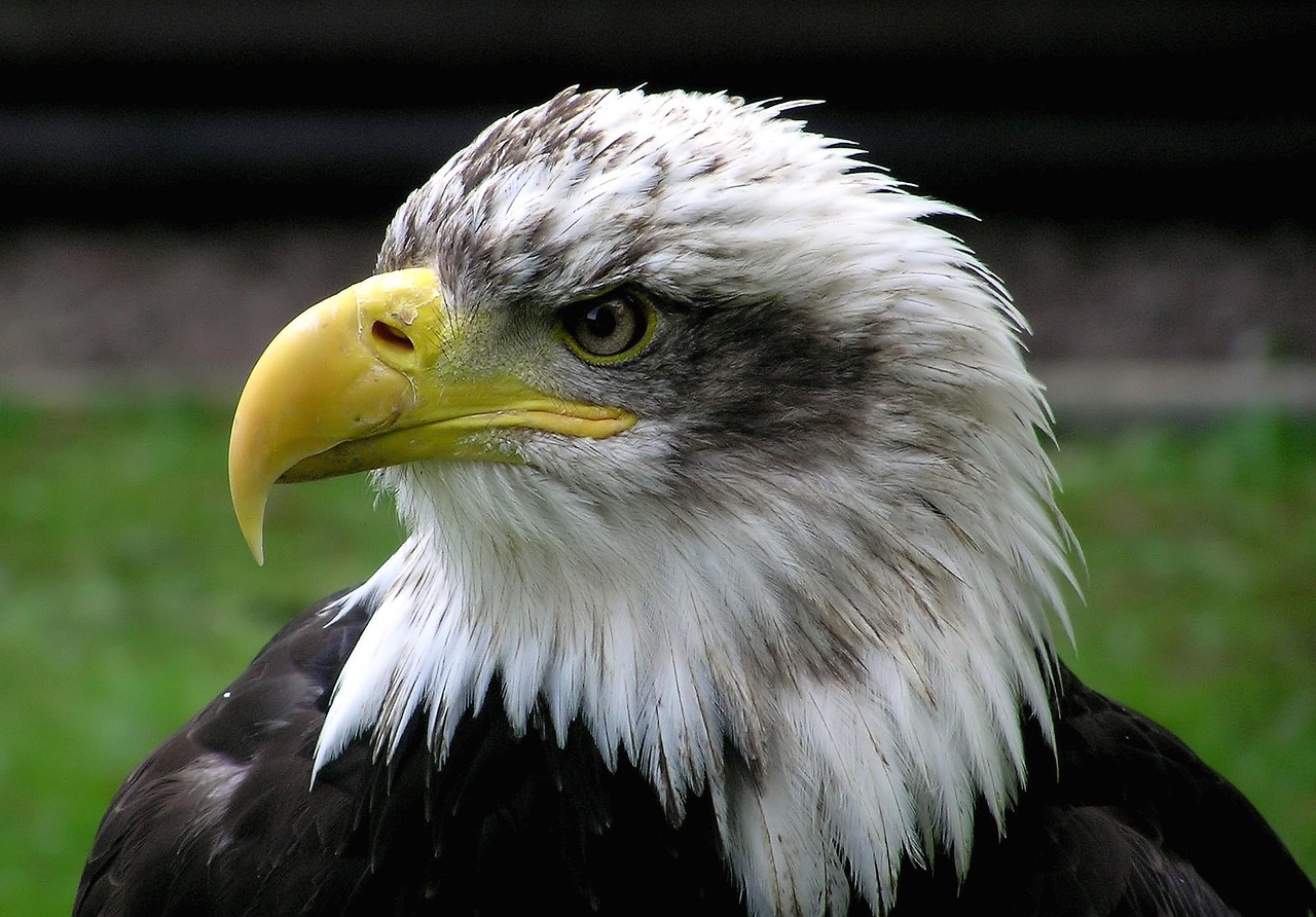 From Failure to Victory (Image Credits: Pixabay)