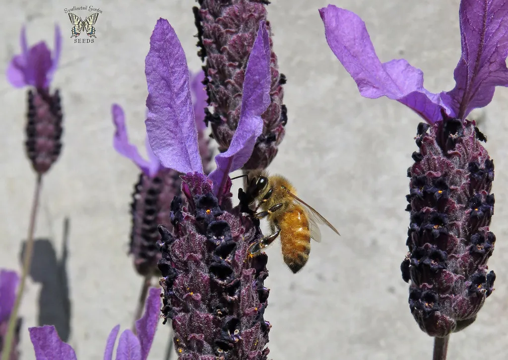 #9 Reduce Pesticides and Embrace a “Good Enough” Level of Imperfection (Swallowtail Garden Seeds, Flickr, CC BY 2.0)