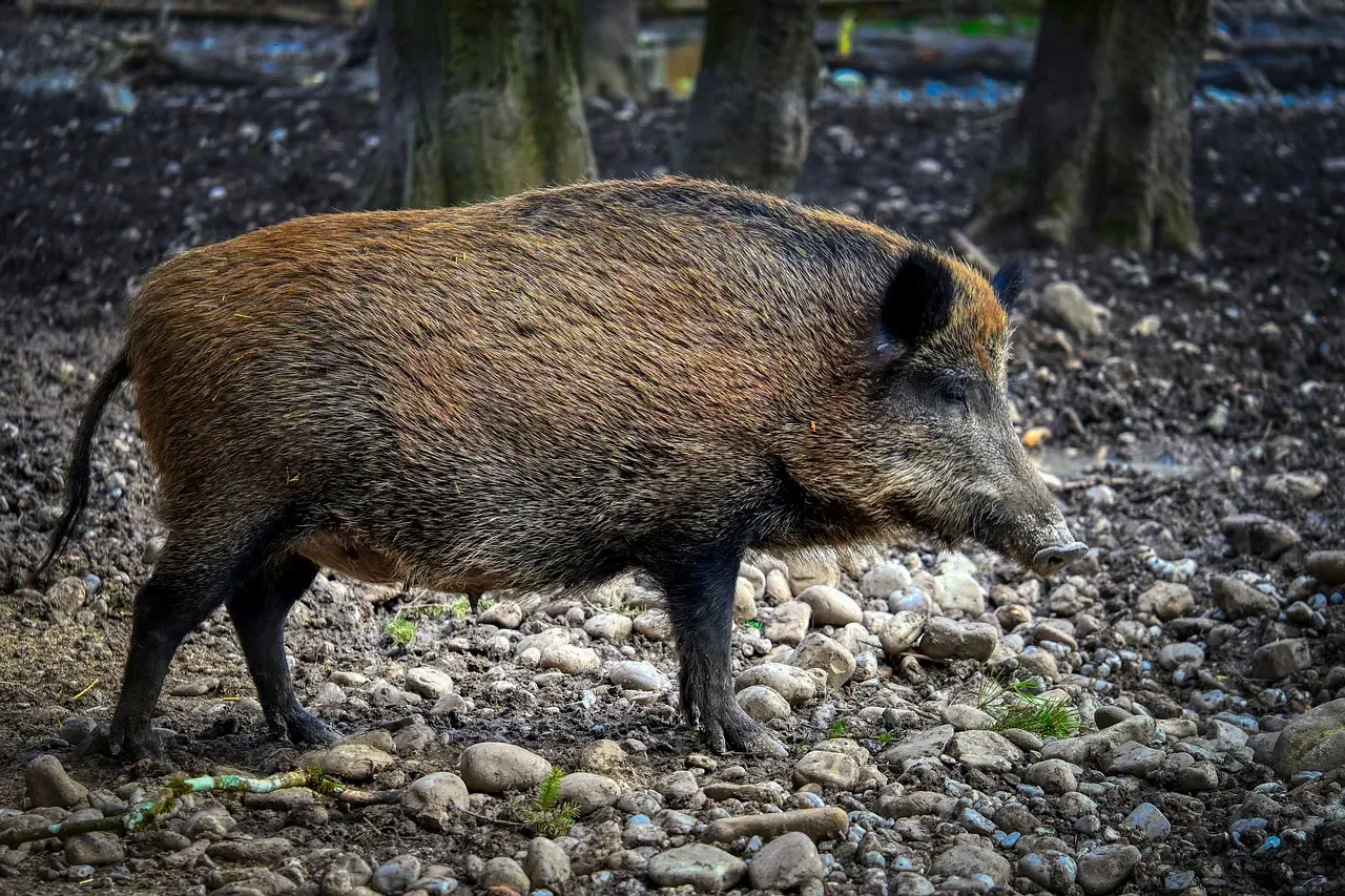 8. The Wild Boar: Berlin's Unlikely Neighborhood Problem (Image Credits: Pixabay)