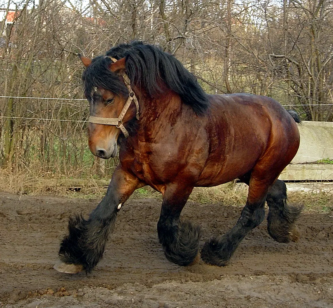 #5 Belgian Draft Horse (By Vkarel, CC BY-SA 2.5)