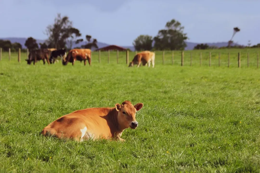Cows Lying Down (Image Credits: Unsplash)
