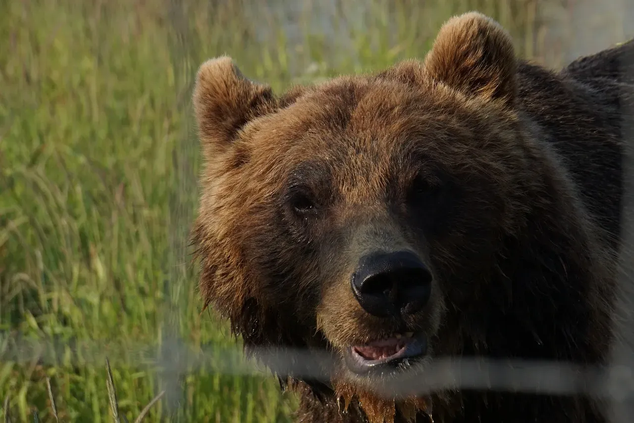 11. Ben the Bear - Rescued from a Roadside Cage (Image Credits: Pixabay)