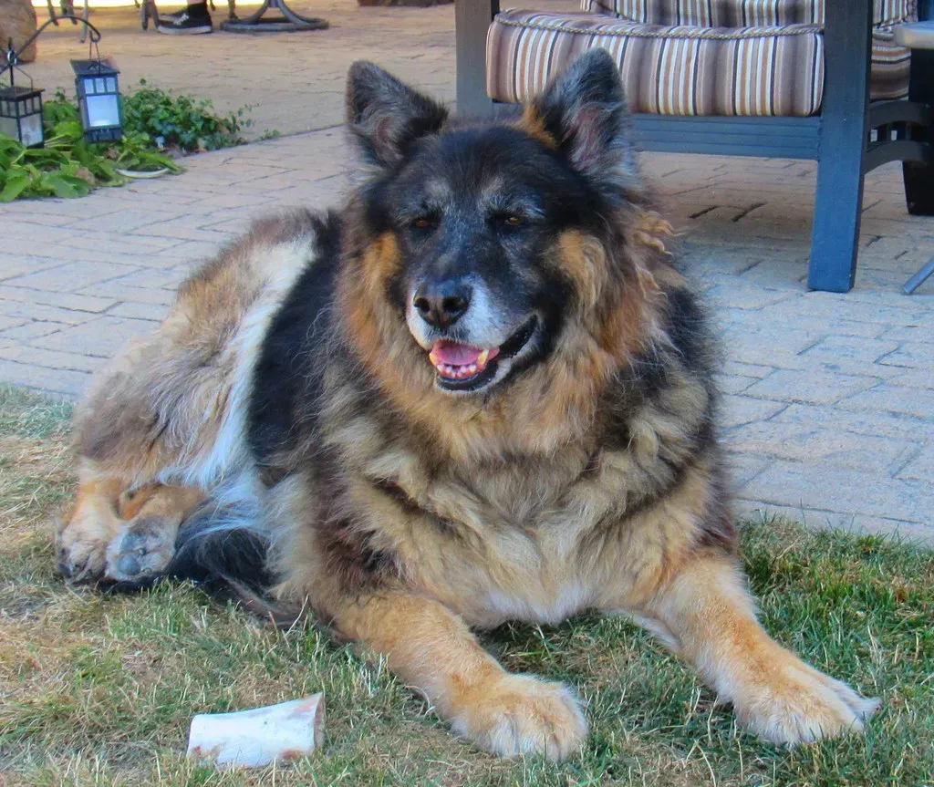 German Shepherd (Image Credits: Flickr)