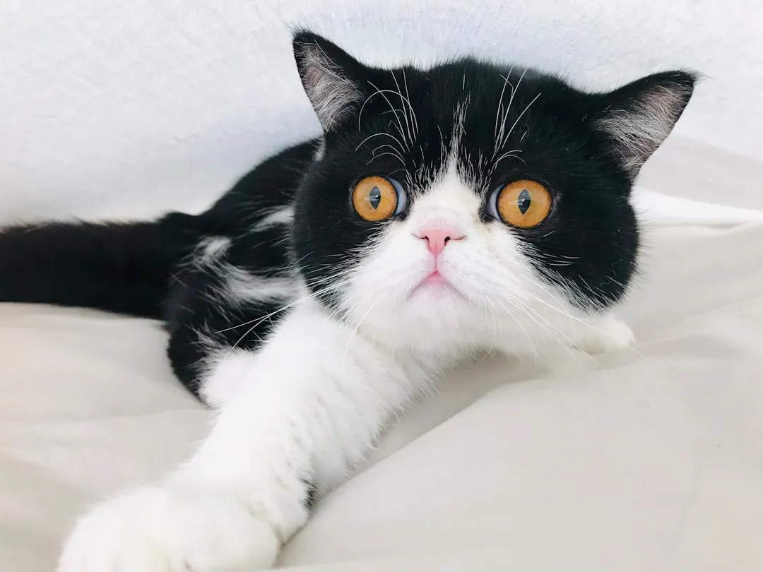 #13 &ndash; Exotic Shorthair: The "Chill Persian" Made for Slow Days (Image Credits: Unsplash)