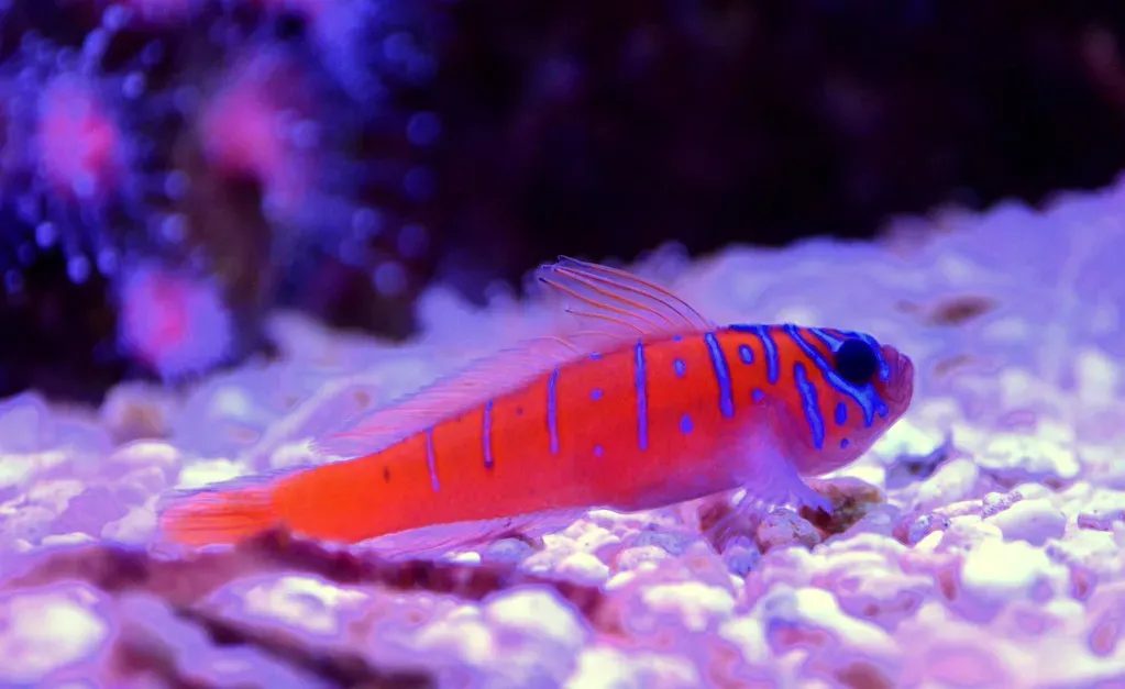 5. Gobies: The Only Fish That Change Back and Forth (Image Credits: Flickr)