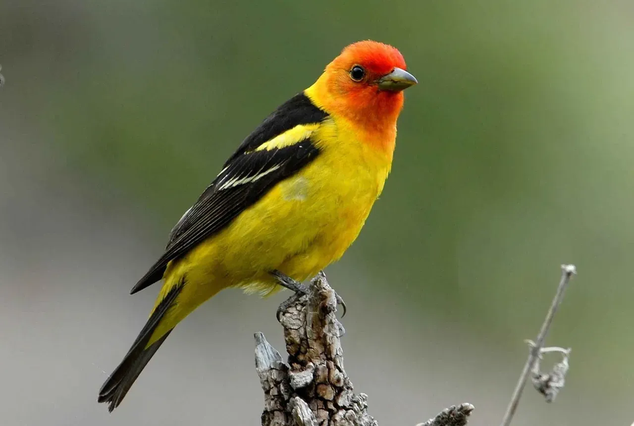 13. Western Tanager: The Mountain's Golden Gem (Image Credits: Pixabay)