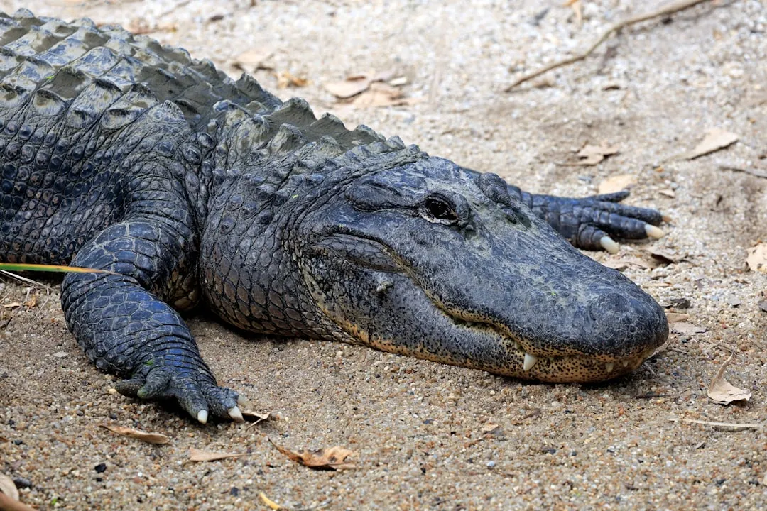 8. American Alligators: When Wetlands Creep Into the Backyard (Image Credits: Unsplash)