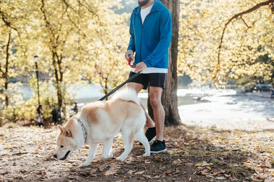 #5 &ndash; Exercise Requirements Are Almost Always Underestimated - Especially for "Medium-Energy" Breeds (Image Credits: Pexels)