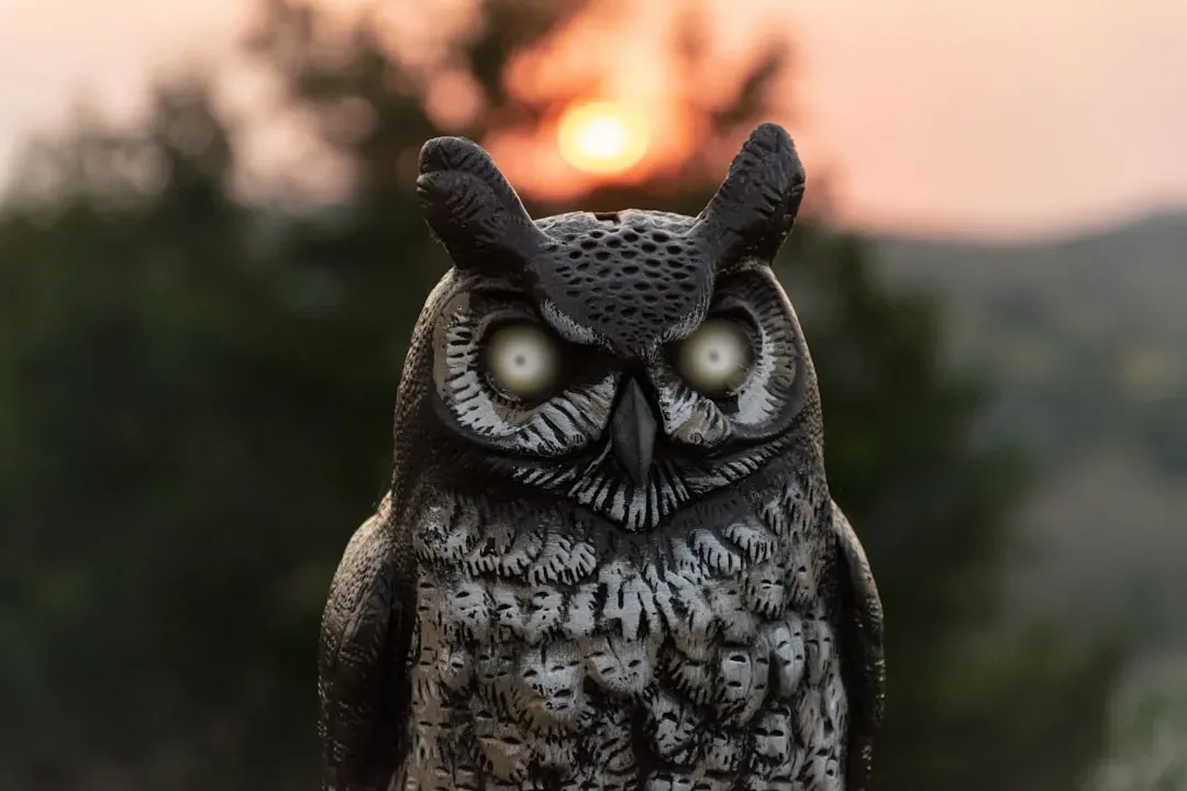 Owls as Messengers in Ancient Traditions (Image Credits: Unsplash)