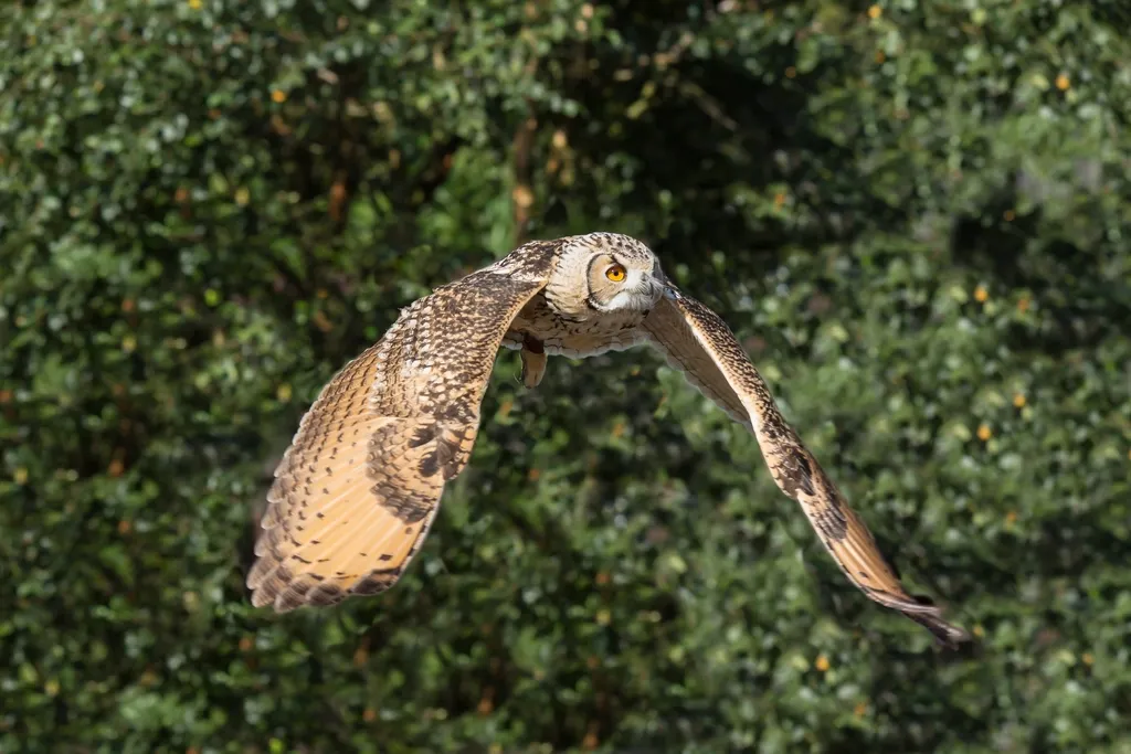 8 - You Can't Stop Telling People About That Bird (Image Credits: Rawpixel)