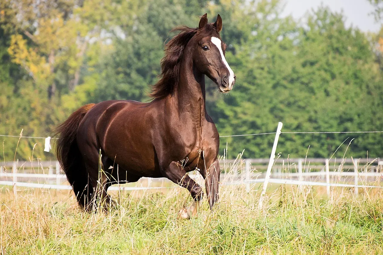 #9 – American Saddlebred (Image Credits: Pixabay)