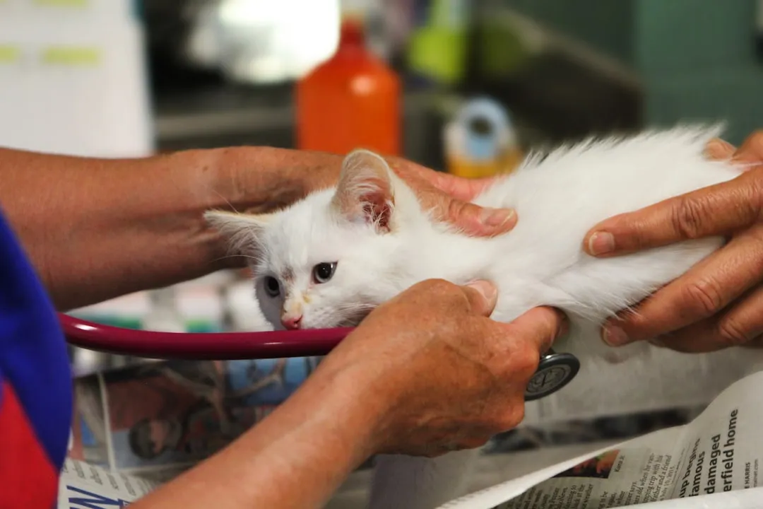 #3 - Being Weirdly Calm At Vet Visits (Or Only Calm If You're There) (Image Credits: Unsplash)