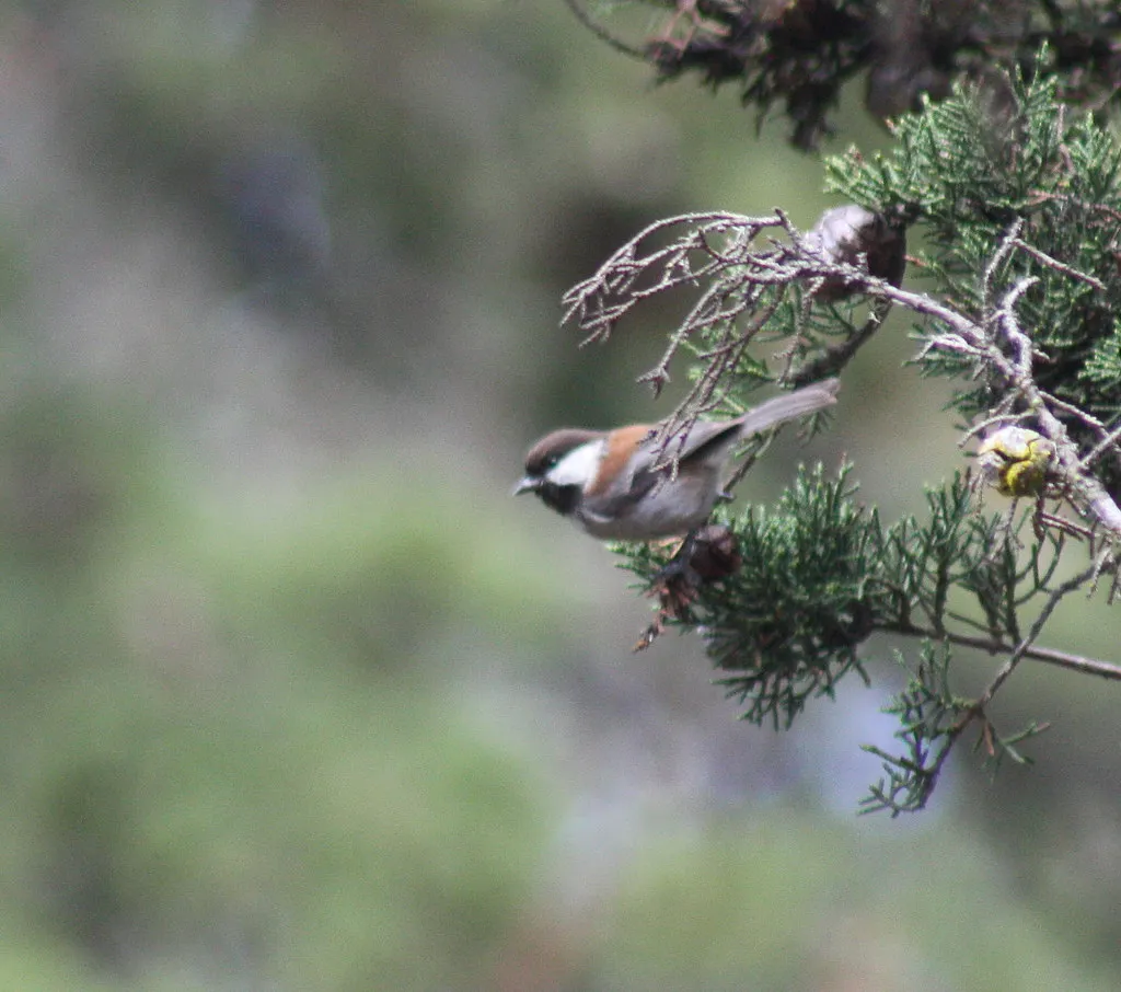 How Scientists Actually Study Chickadee Alarm Calls (minicooper93402, Flickr, CC BY 2.0)