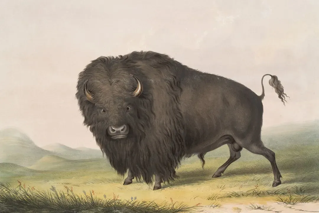 Ancient Bison: The Grassland Survivor (Image Credits: Unsplash)