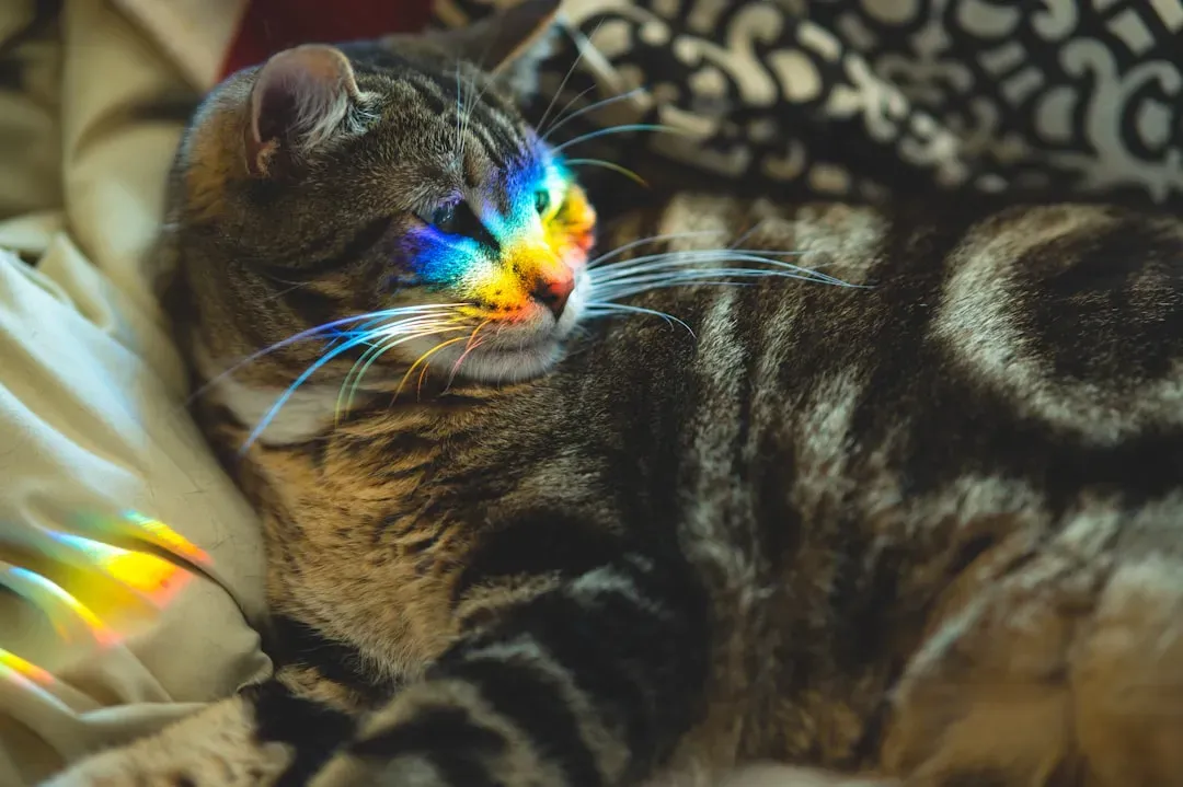 Use Pheromone Products to Promote Calm (Image Credits: Unsplash)