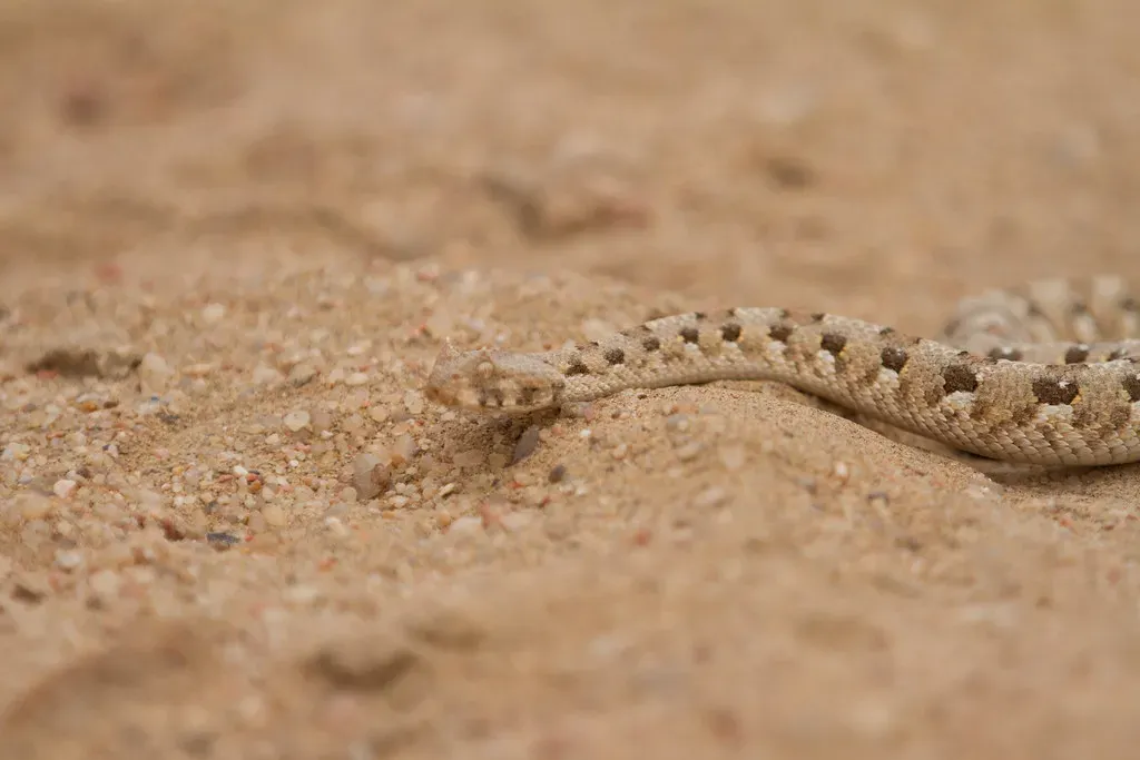 5. The Sidewinder Rattlesnake: Sand Was Made for This Snake (Joanne Goldby, Flickr, CC BY-SA 2.0)