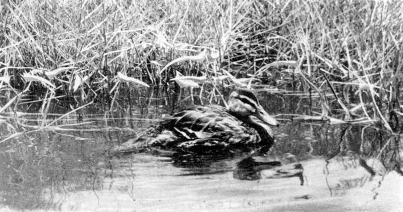 The Bird Was Shockingly Unafraid of Humans - A Fatal Trait (Image Credits: Wikimedia)