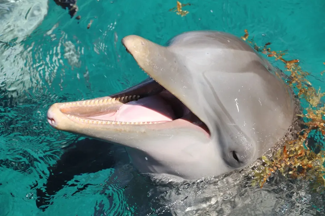 Gemini: The Dolphin's Adaptive Quick-Thinking (Image Credits: Unsplash)