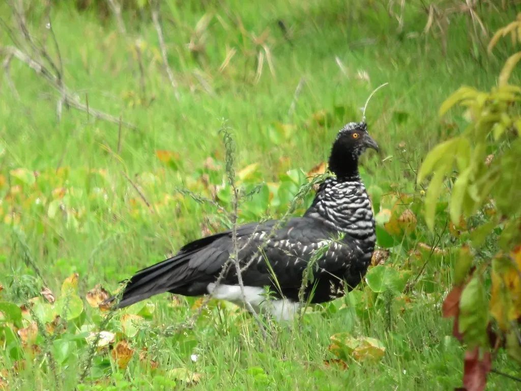 8. The Horned Screamer: The Bird With an Actual Horn (felixu2000, Flickr, CC BY-SA 2.0)