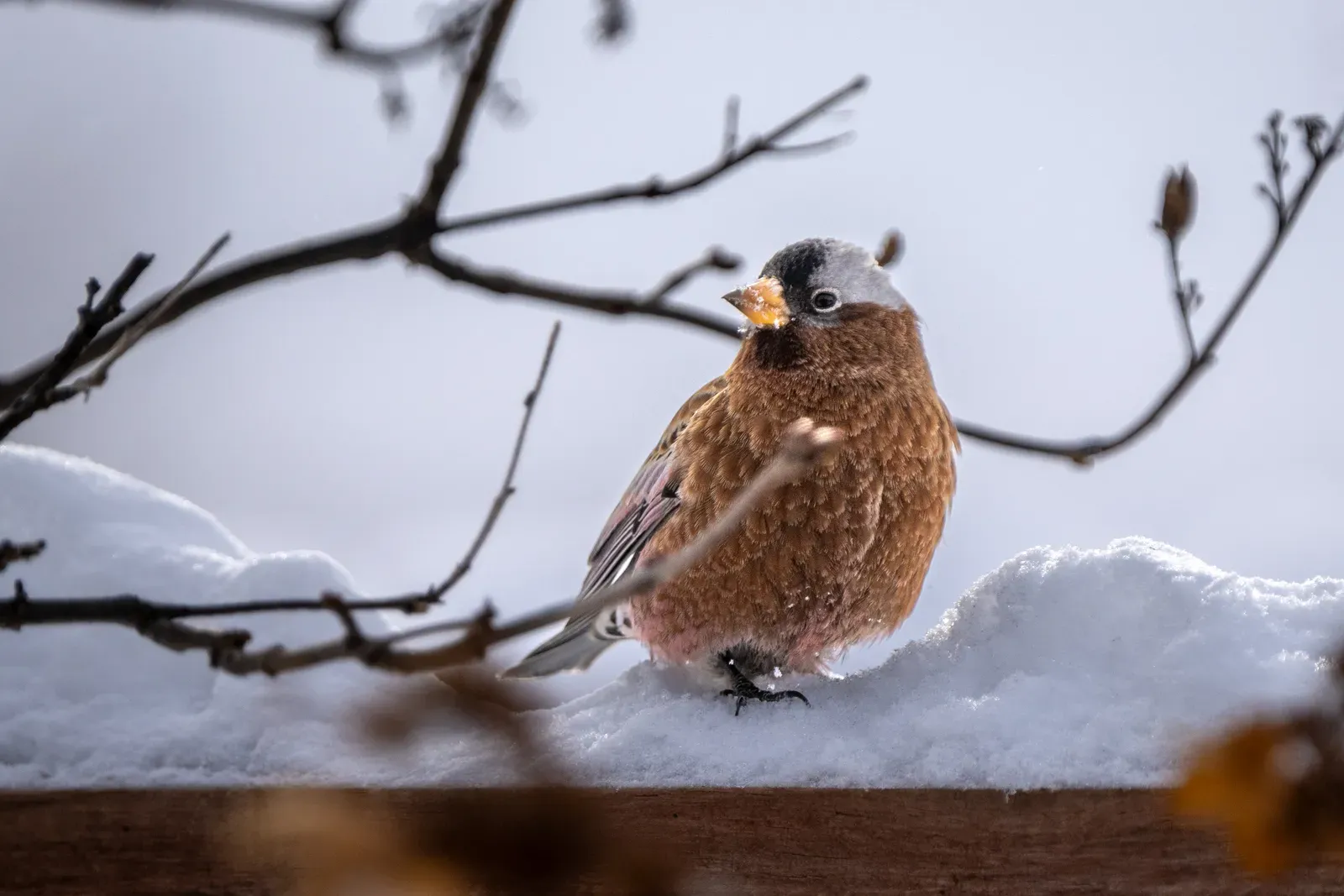 The Gray-Crowned Rosy-Finch: A Surprising Year-Round Resident (By Lorie Shaull, CC BY 4.0)