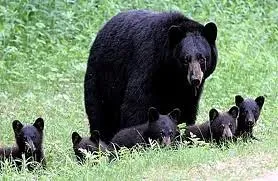Cubs Are Born Incredibly Tiny (Image Credits: Flickr)