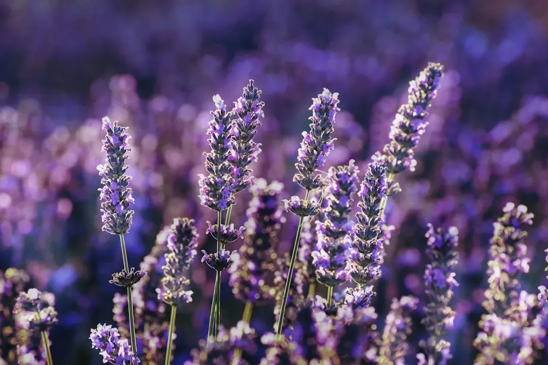 3. Lavender: Calming for Humans, Chaos for Cockroaches (Image Credits: Unsplash)