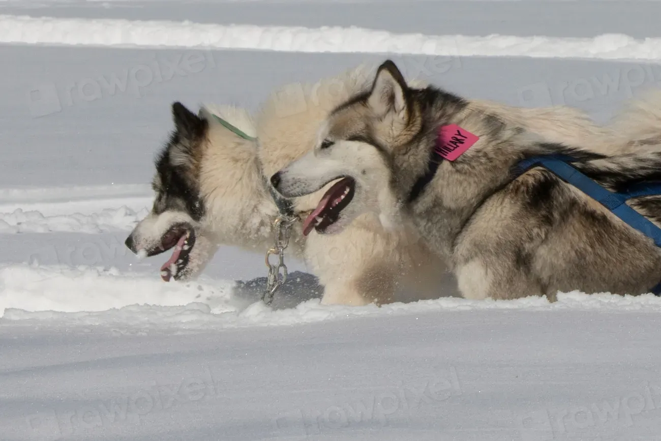 10. Canadian Eskimo Dog: The Rarest of the Pack (Image Credits: Rawpixel)