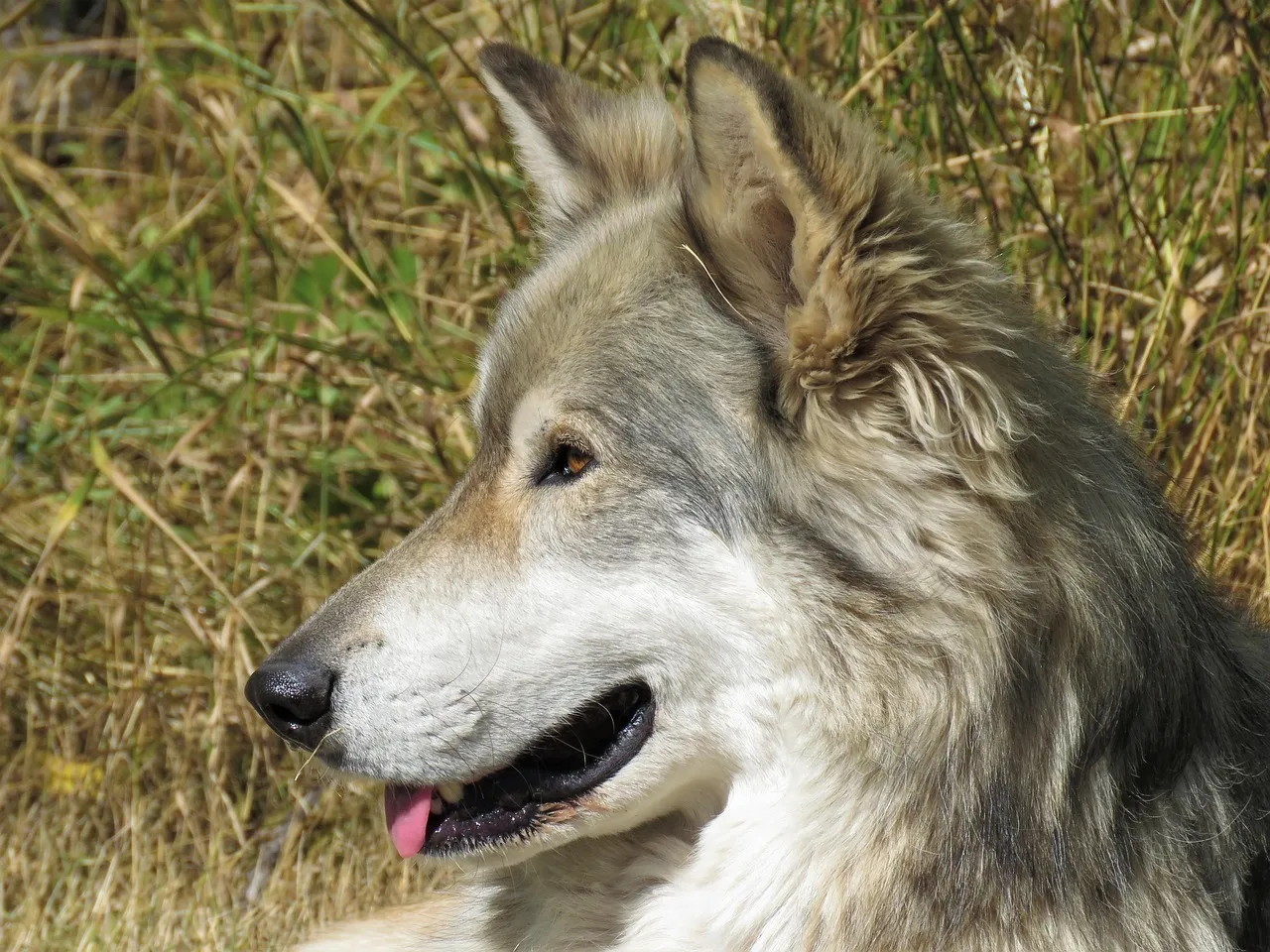 #16 - Wolves in Human Care: Hyper-Selective Trust (Image Credits: Pixabay)