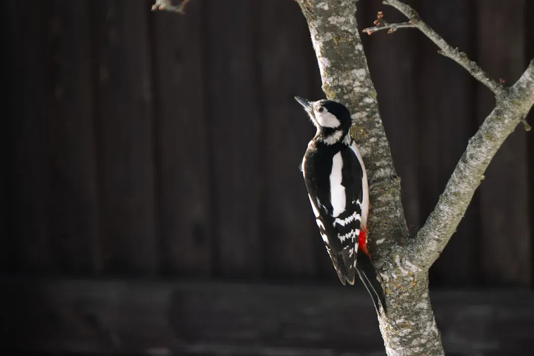 Aquarius (January 20 &ndash; February 18): The Woodpecker (Image Credits: Unsplash)
