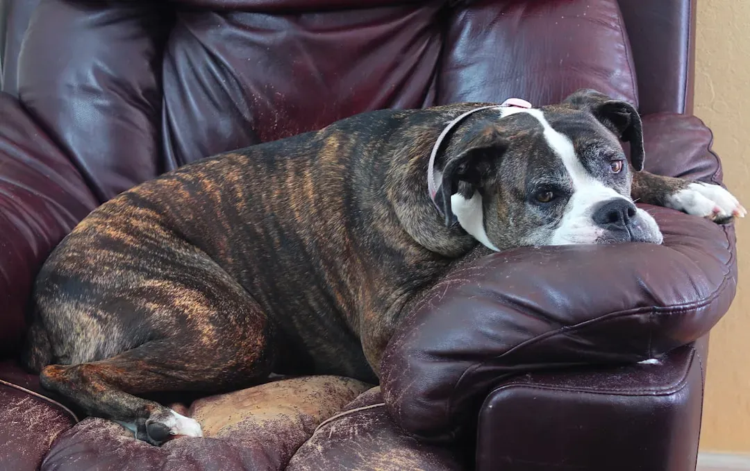 A Final Note on Slow Mornings and the Right Dog (Image Credits: Unsplash)
