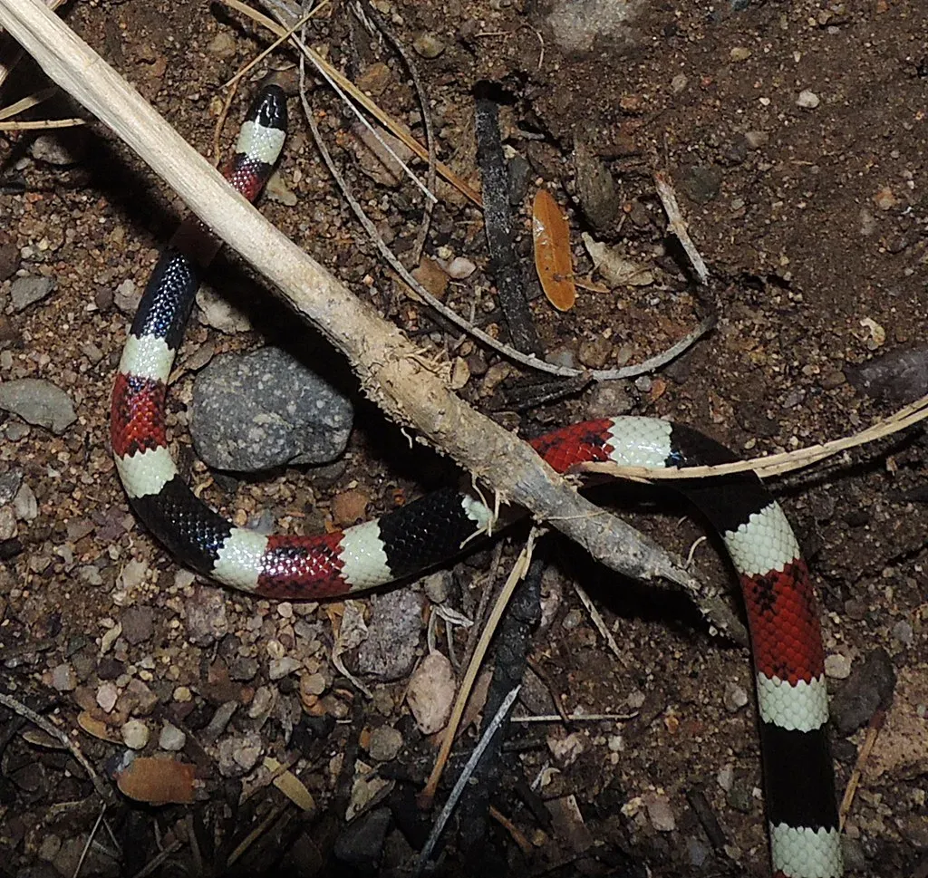 #9. Arizona Coral Snake (Turtlerangler, Flickr, CC BY-SA 2.0)
