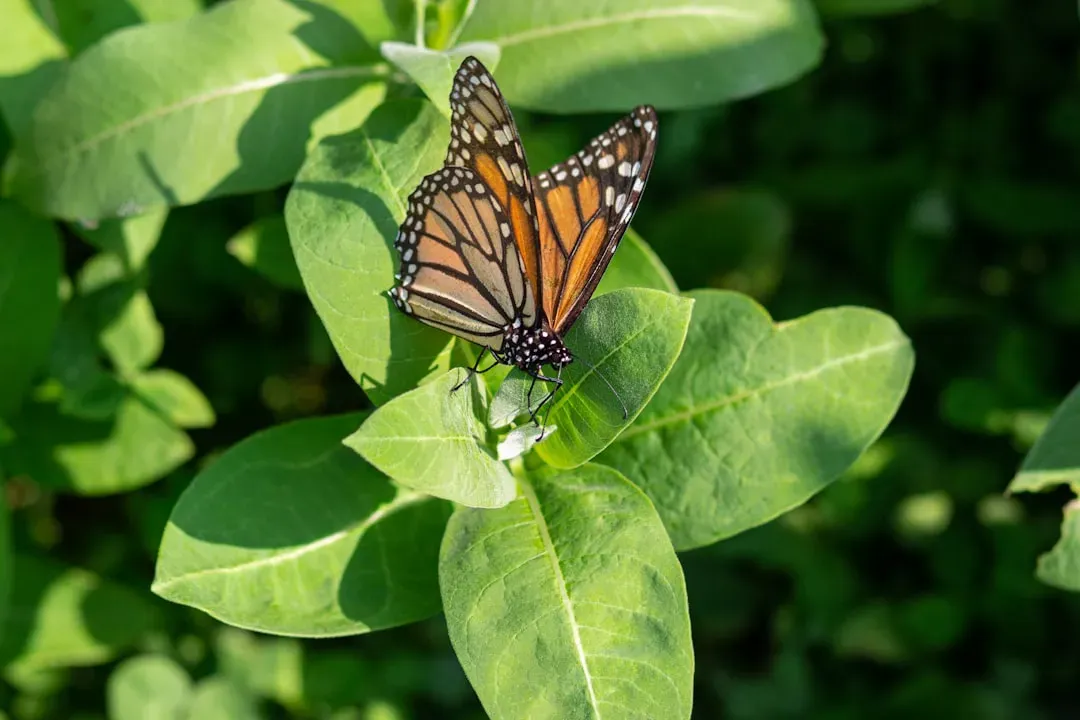 Milkweed: A Conservation Plant in Your Own Backyard (Image Credits: Unsplash)