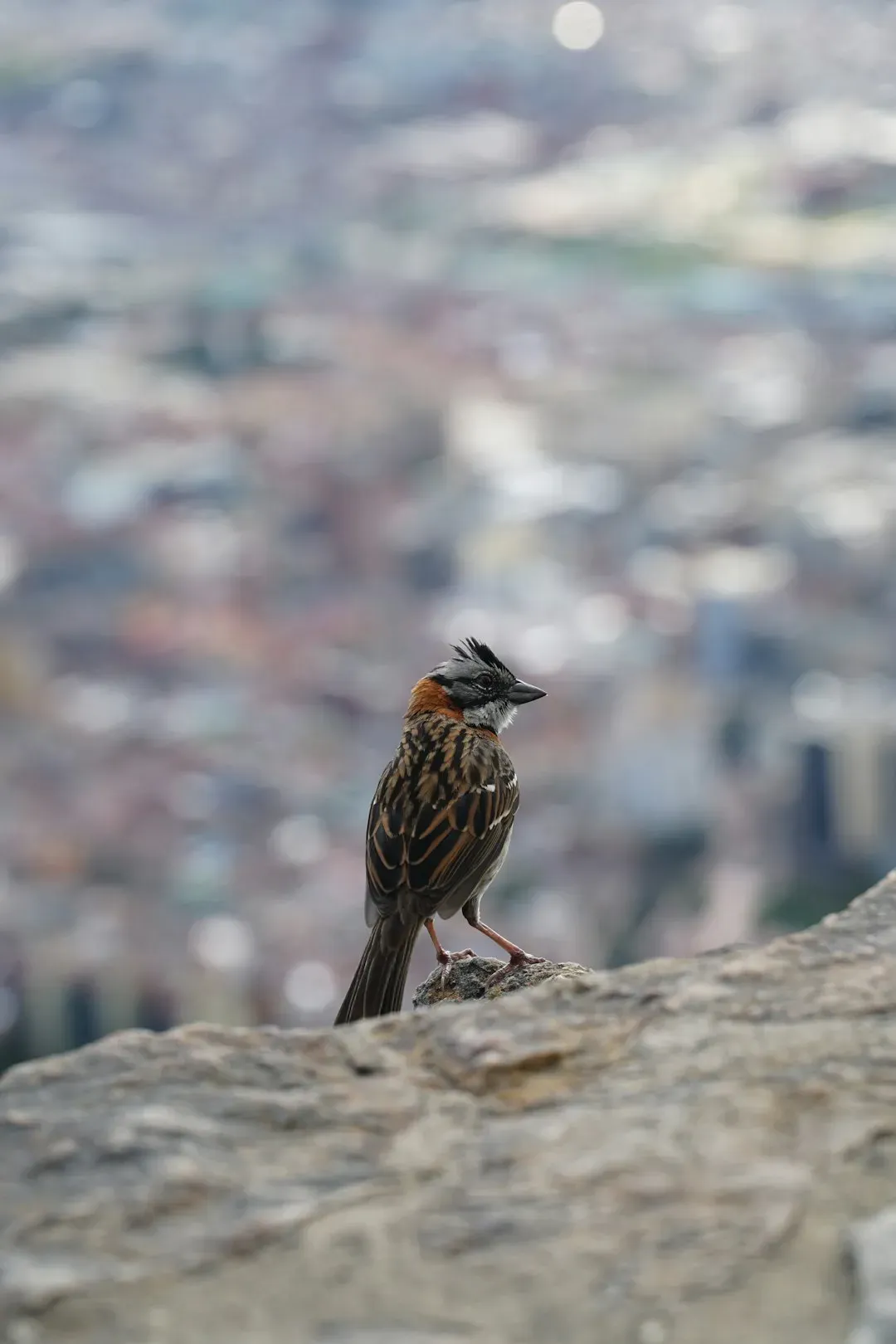 2. Chicago, Illinois - The Windy City's Wild Residents (Image Credits: Unsplash)