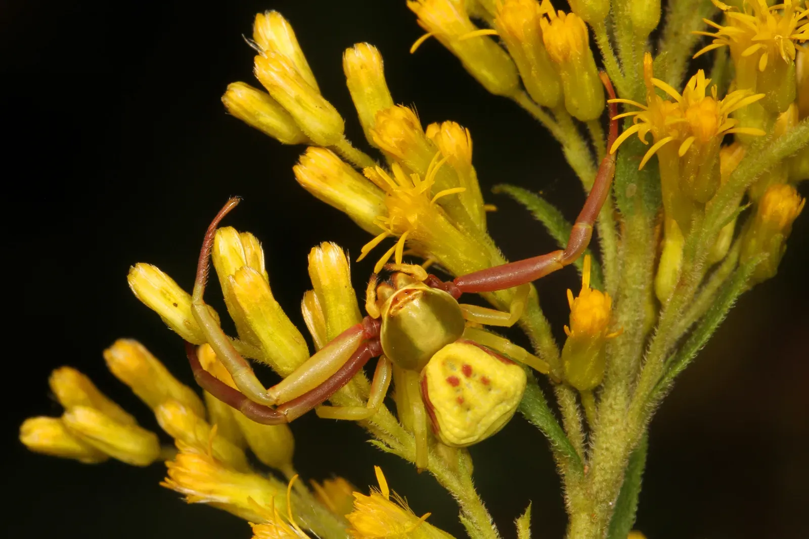 Goldenrod Crab Spider: Flower-Matching Hunters (By Judy Gallagher, CC BY 2.0)