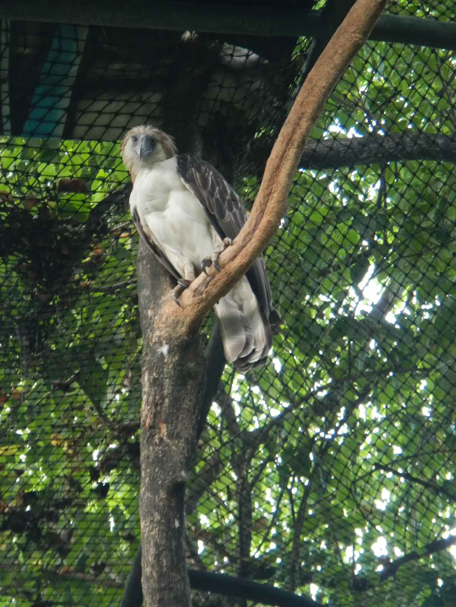 The Species Is Endemic Only to the Philippines (Image Credits: Wikimedia)
