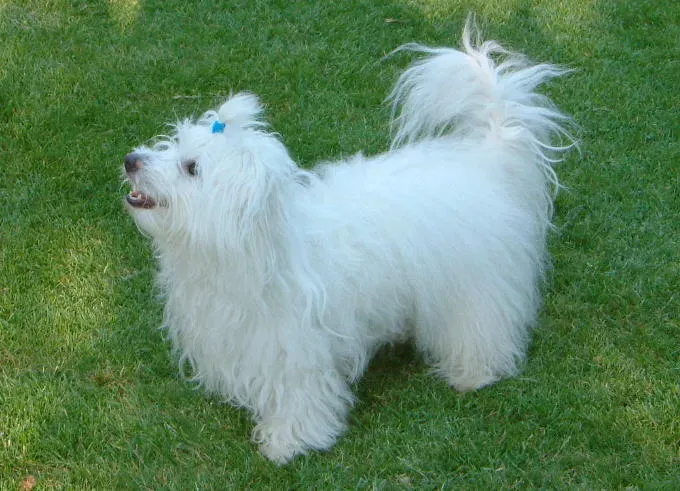 #9. Coton de Tulear (Bild gespendet von Uschi Goess, CC BY-SA 3.0)
