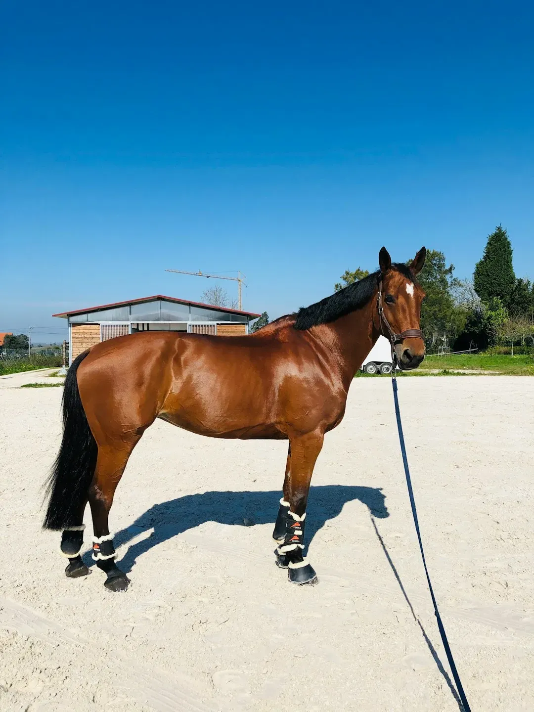 #11 – Paso Fino (Image Credits: Unsplash)