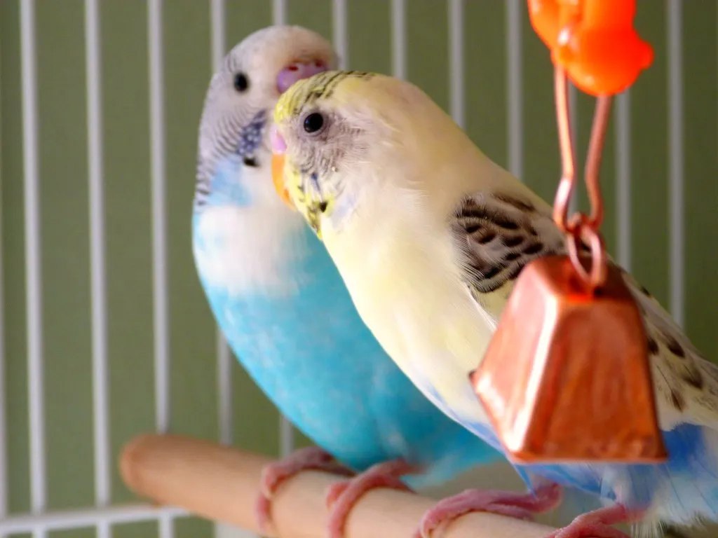Gemini: The Chatty Parakeet (Rusty Clark ~ 100K Photos, Flickr, CC BY 2.0)