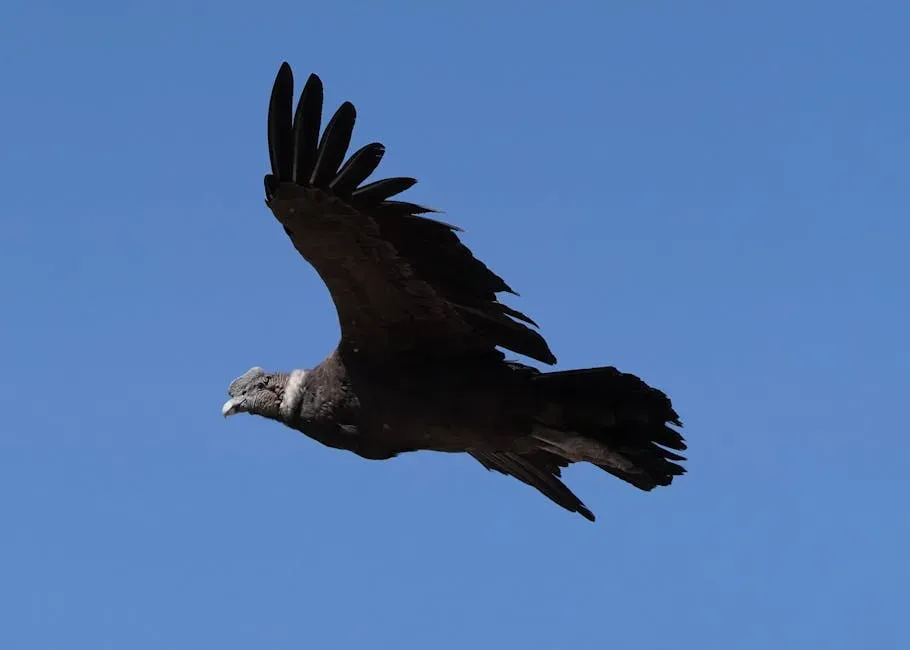 9. Andean Condor: The Sky Giant with Surprising Muscle (Image Credits: Pexels)
