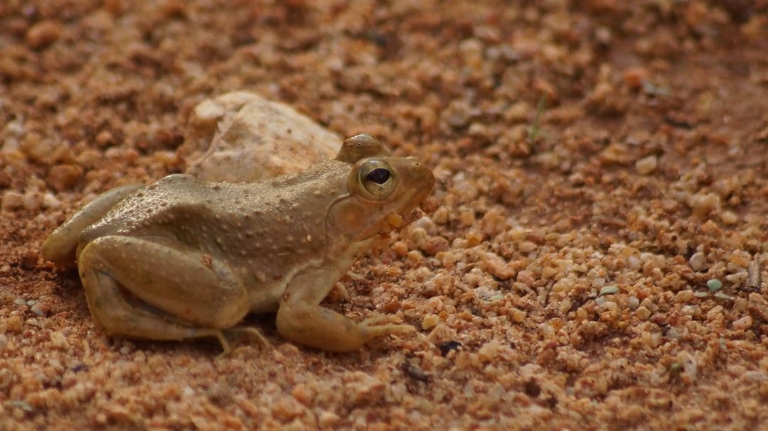 Spadefoot Toads: Masters of Desert Survival (Image Credits: Unsplash)